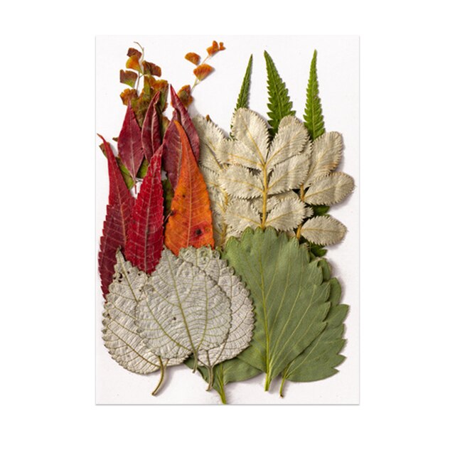 Pressed Leaf Natural Dried Flowers DIY Craft Student Handcraft Foliage Specimens Embossing Phone Case Bookmark Making 21pcs/pack