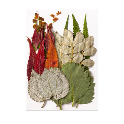 Pressed Leaf Natural Dried Flowers DIY Craft Student Handcraft Foliage Specimens Embossing Phone Case Bookmark Making 21pcs/pack