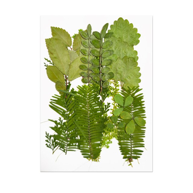 Pressed Leaf Natural Dried Flowers DIY Craft Student Handcraft Foliage Specimens Embossing Phone Case Bookmark Making 21pcs/pack