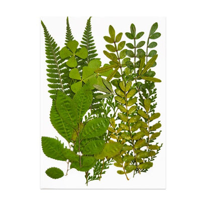 Pressed Leaf Natural Dried Flowers DIY Craft Student Handcraft Foliage Specimens Embossing Phone Case Bookmark Making 21pcs/pack