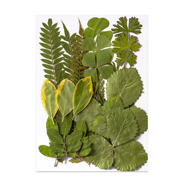 Pressed Leaf Natural Dried Flowers DIY Craft Student Handcraft Foliage Specimens Embossing Phone Case Bookmark Making 21pcs/pack