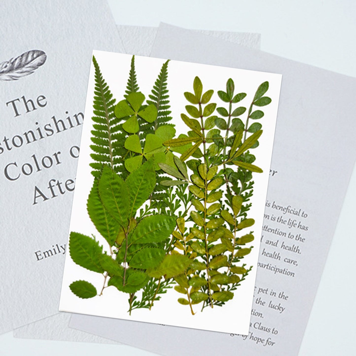 Pressed Leaf Natural Dried Flowers DIY Craft Student Handcraft Foliage Specimens Embossing Phone Case Bookmark Making 21pcs/pack
